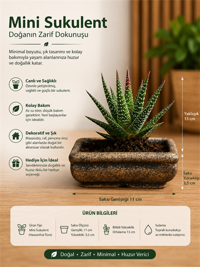 Mini Haworthia Sukulent – Dekoratif Seramik Saksılı Canlı Bitki 2