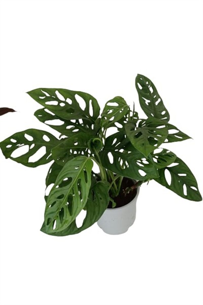 Monstera Adansonii - Monstera Monkey - Monstera - Deve Tabanı