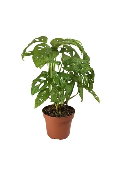 Monstera Monkey