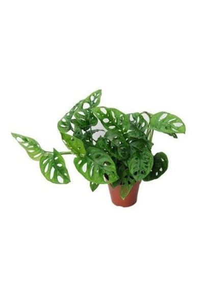 Monstera Monkey 30-35cm