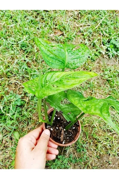 Monstera Monkey (adonson's Monstera)