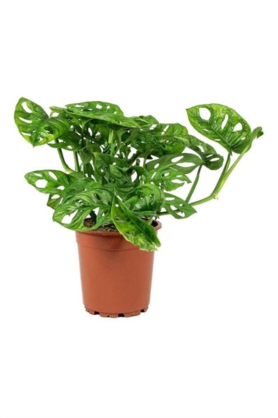 Monstera Monkey Leaf Monkey Mask - Sarmaşık Deve Tabanı - Ev Ofis Salon Iç Mekan Bitkisi - 30 Cm