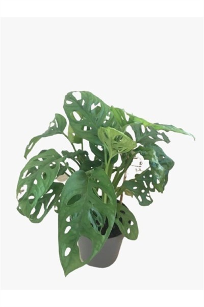 Monstera Monkey Mask