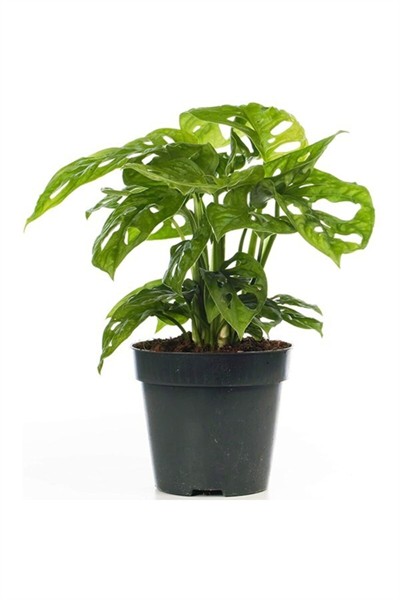 Monstera 'monkey Mask' Deve Tabanı
