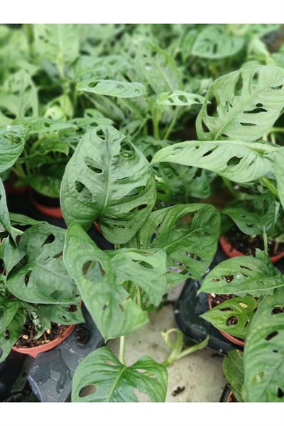 Monstera Monkey Mask Salon Bitkisi | Canlı ve Delikli Yapraklı İsviçre Peyniri Çiçeği