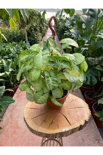 Ok Başı Sarmaşığı Melek Kanadı- Syngonium Podophyllum Askılı Saksı 45-55 Cm