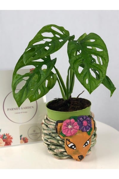 Parmia Garden Monstera Monkey