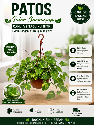 Patos   Salon Sarmaşığı