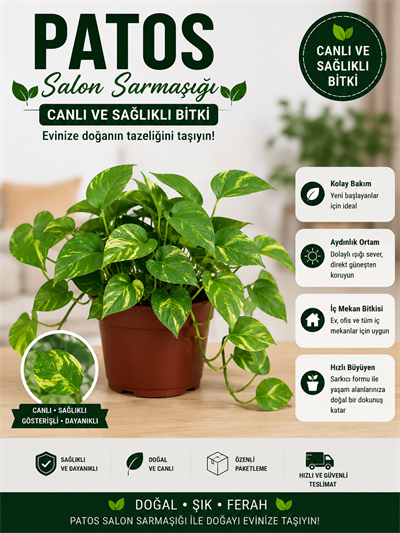 Patos Salon Sarmaşığı