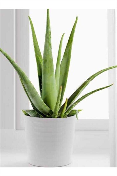 Porselen Saksıda Aloevera