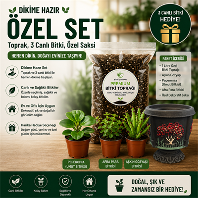 Premium Dikime Hazır Bitki Seti | Toprak, 3 Canlı Bitki ve Dekoratif Saksı 3