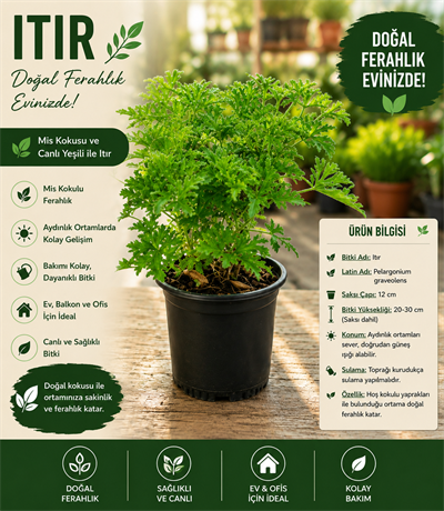 Royal Mis Kokulu Itır Bitkisi (Pelargonium graveolens)