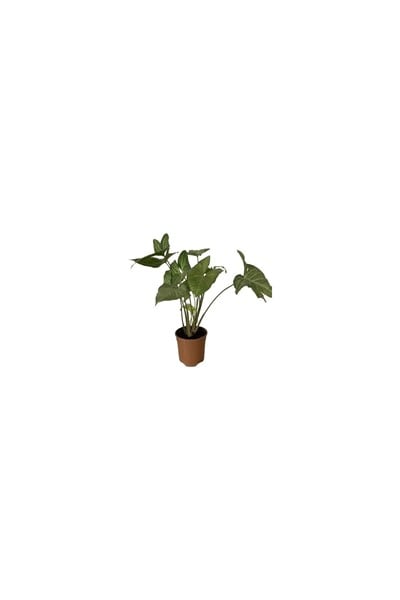 Salon Sarmaşığı Syngonium Podophyllum