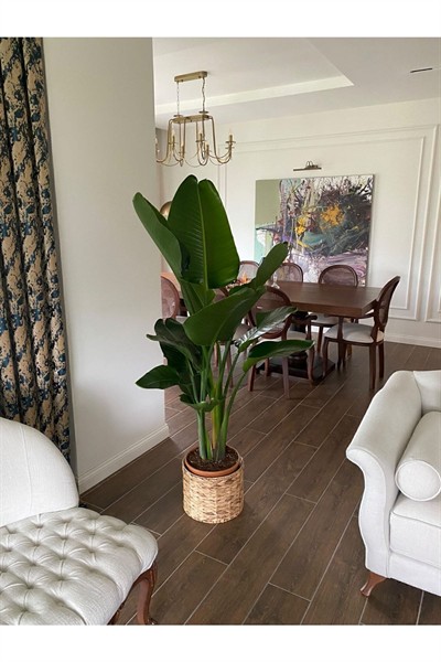 Starliçe Beyaz Cennet Kuşu (2-3 KÖKLÜ 150-160CM) Strelitzia Nıcolaı