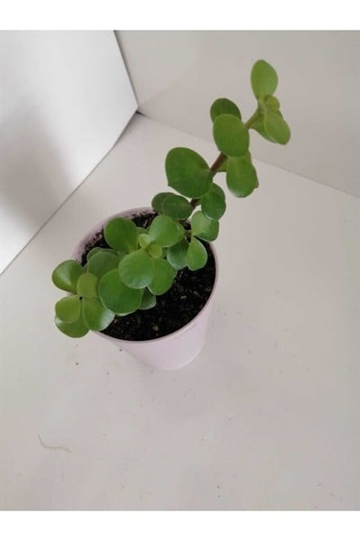 Sukulent (afra Yeşim Ağacı)