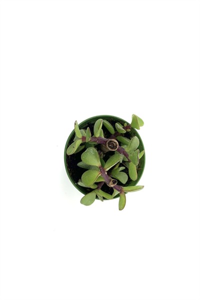 Sukulent Portucalaria Afra 