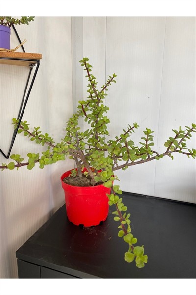 Sukulent Portulacaria Afra Variegate Fil Azığı