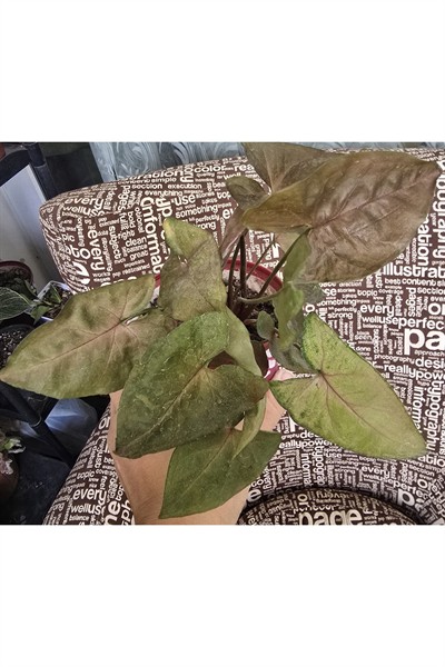 Syngonium podophyllum