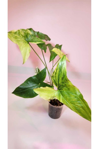 Syngonium Podophyllum Albo Variegata Özel Tür Melek Kanadı (SAKSI DAHİL)