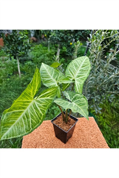 Syngonium Podophyllum Melek Kanadı Sarmaşık 9 luk Saksıda