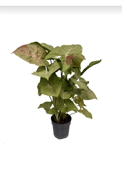 Syngonium Podophyllum Milk Confetti '