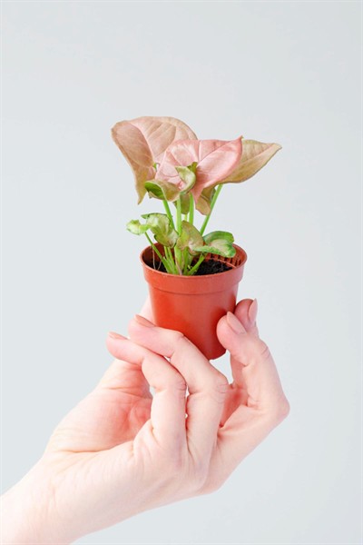 Syngonium Podophyllum 'neon' - Melek Kanadı Çiçeği Mini - Ev Ofis Salon Iç Mekan Bitkisi - Baby