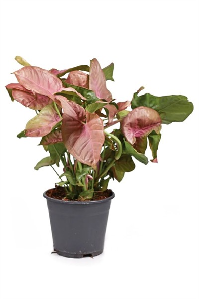 Syngonium Podophyllum 'neon' - Melek Kanadı Çiçeği Mini - Ev Ofis Salon Iç Mekan Bitkisi