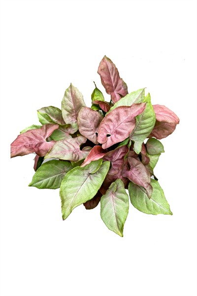 Syngonium Podophyllum 'neon Robusta' | 12cm Ø H:30