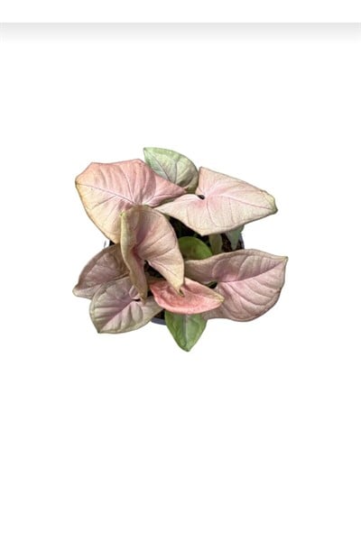 Syngonium Podophyllum ' Pink'