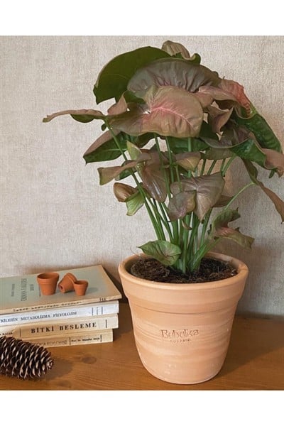 Syngonium Podophyllum 'pink' / Melek Kanadı Bitkisi