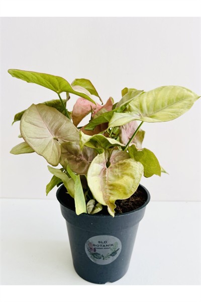 Syngonium Podophyllum ''pink'' (pembe Ok Başı Sarmaşığı) 12cm Ø