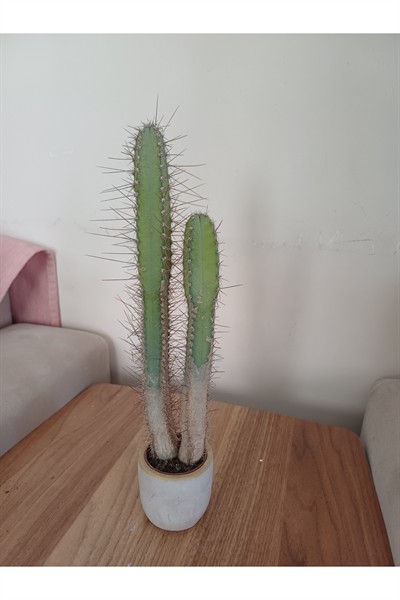 Taş saksıda kaktüs 6x25 ölçü