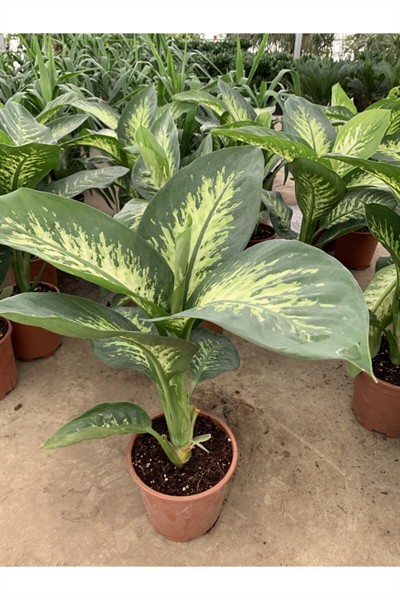 Tropik difenbahya Çiçeği