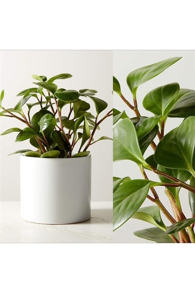 Umut Bitkisi Peperomia Obtusifolia