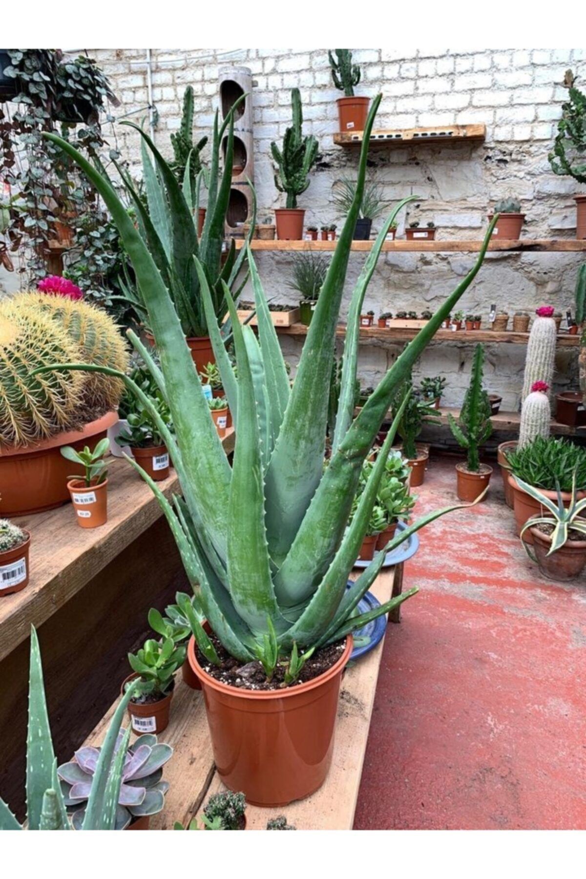 Aloe Vera Bitkisi Orta Boy Saksl Jel Iin Uygun