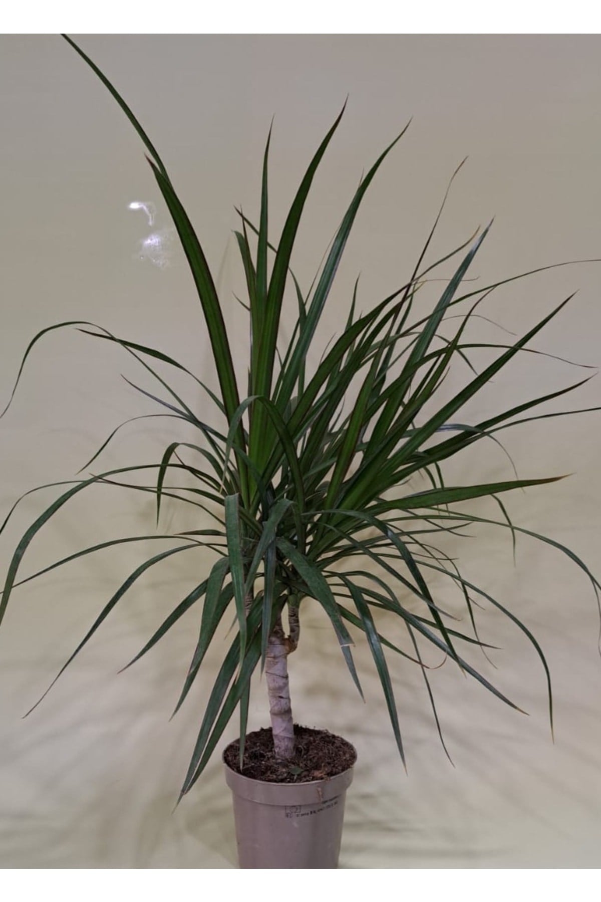Dracaena Marginata