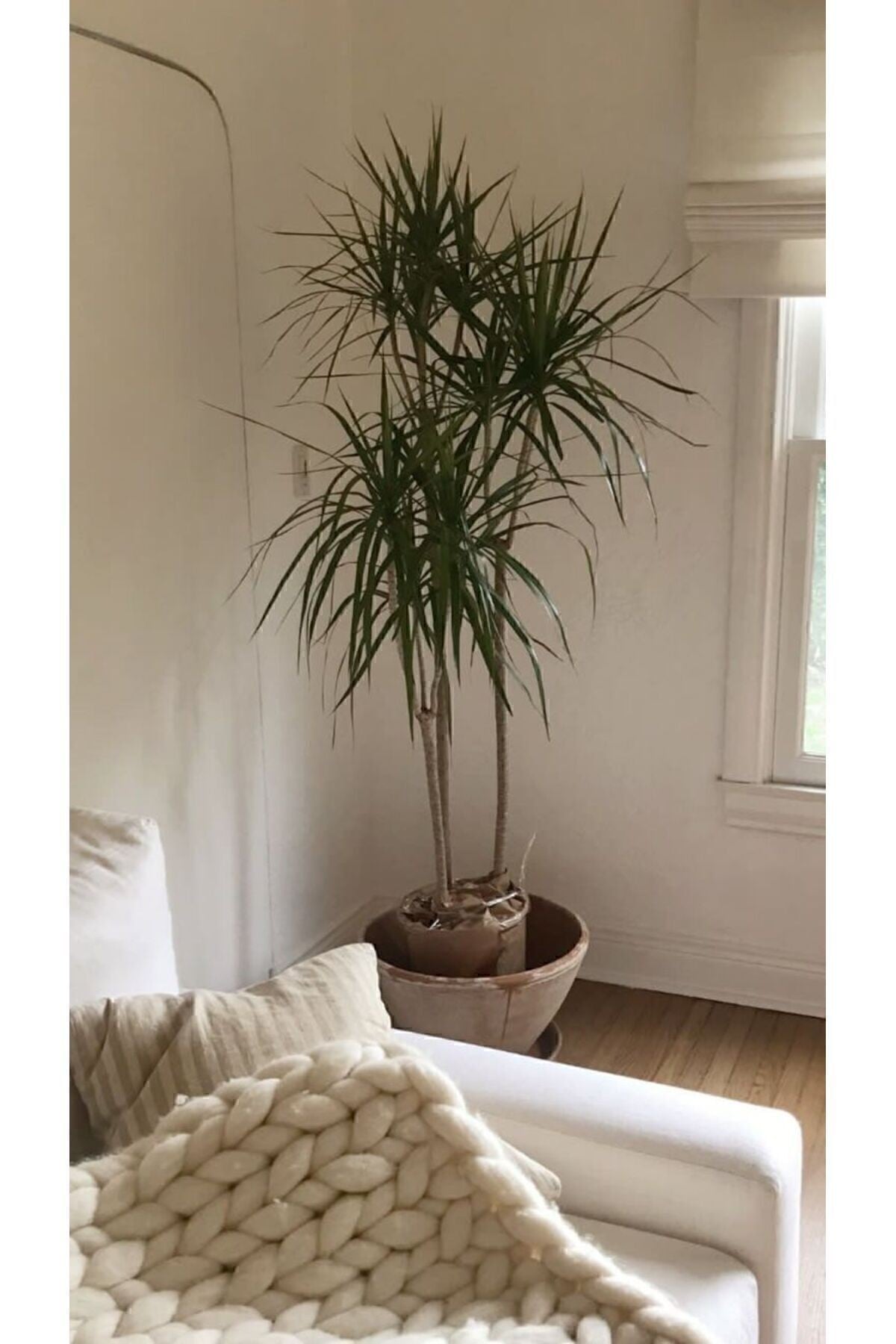 Dracaena Marginata Byk Boy - Madagaskar Dragon Aac  Gvdeli Canl  Salon Bitkisi 130 - 150 Cm - Kakts ve Sukulentler