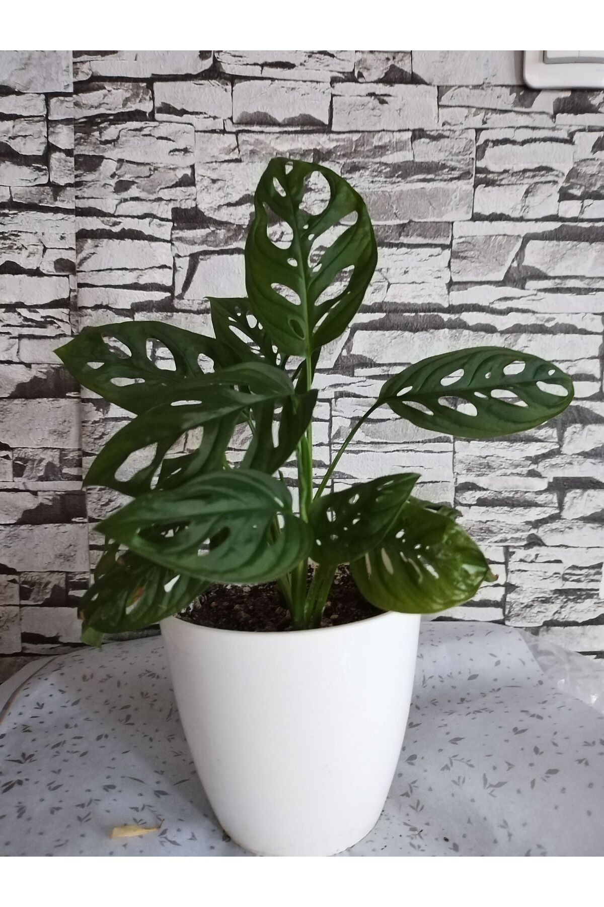 Monstera monkey deve taban - Kakts ve Sukulentler
