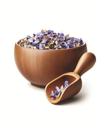 Mavi Kelebek Sarmaşığı