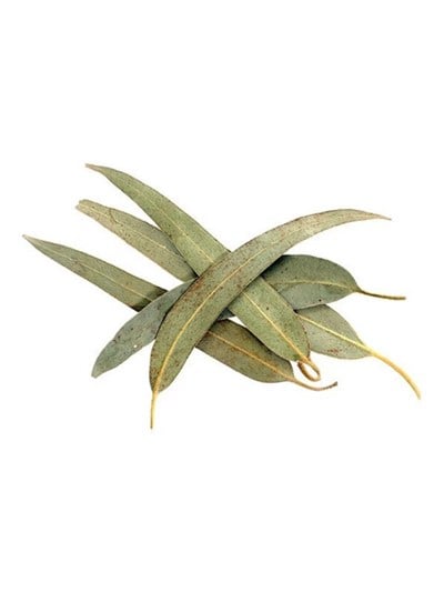 Okaliptüs Yaprağı