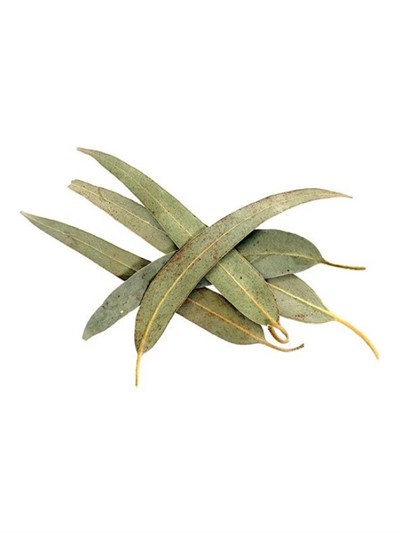 Okaliptüs Yaprağı