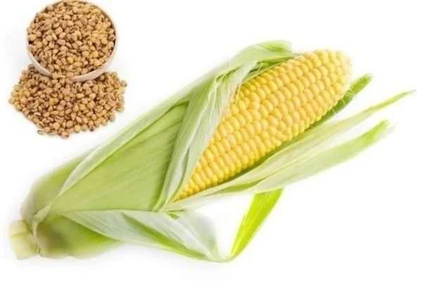 soslu mısır, soslu mısır kilo aldırır mı