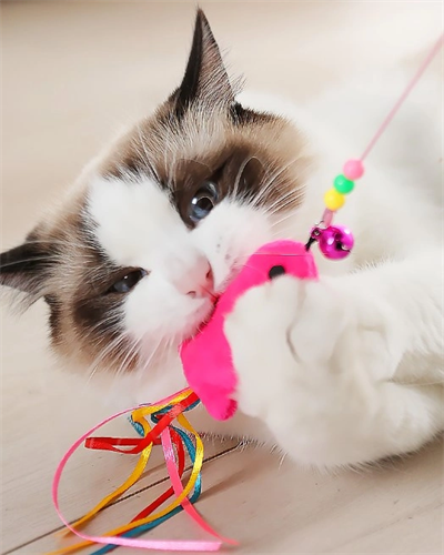 Balıklı Kedi Oyun Oltası