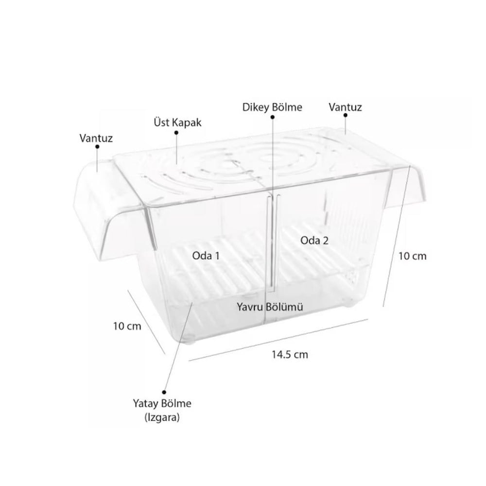 Atlantik İkili Kristal Balık Yavruluk 14,5 Cm x 10 Cm