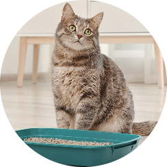 Kedi Kumu