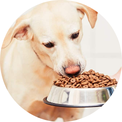 Köpek Mamaları
