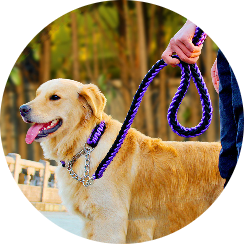 Köpek Tasması