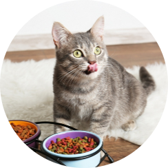 Kedi Mamaları