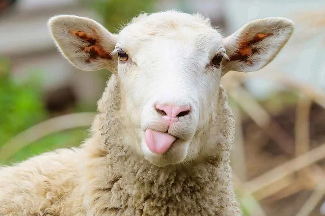 Koyun Irkları – Hangi Irk, Neden Tercih Edilmeli?