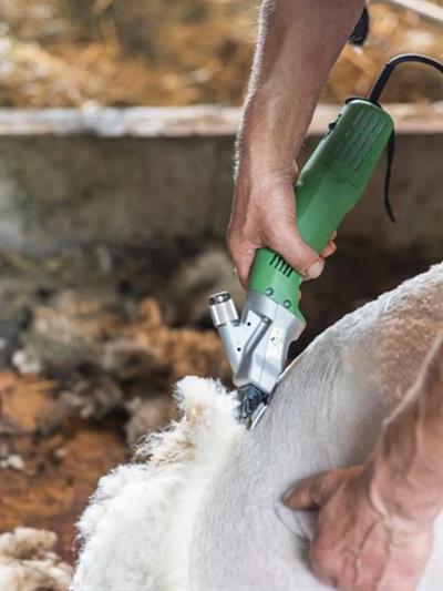 Constanta 4 Koyun Kırkma Makinası